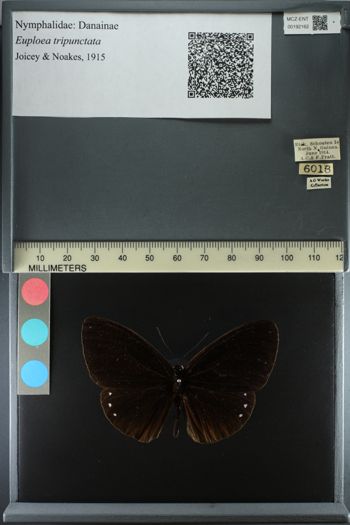 Media type: image;   Entomology 192162